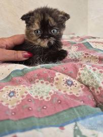 scottish fold  e straight 