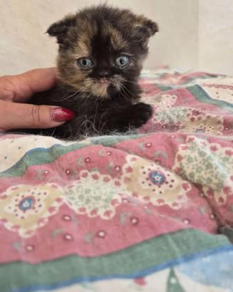 scottish fold  e straight 