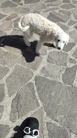 Barboncino bianco maschio 6 mesi