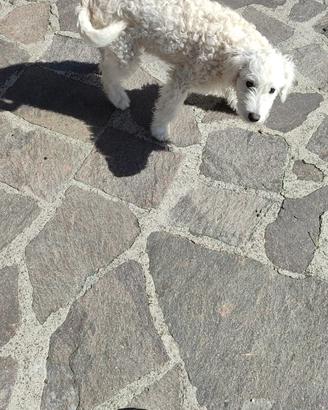 Barboncino bianco maschio 6 mesi