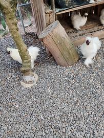 galline moroseta