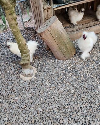 galline moroseta