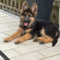 Cucciola di pastore tedesco a pelo lungo con 2 vac