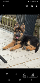 Cucciola di pastore tedesco a pelo lungo con 2 vac