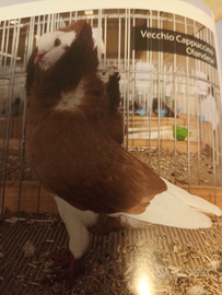 Vecchio cappuccino olandese