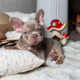 BOULEDOGUE - BULLDOG FRANCESE BLU TAN cuccioli