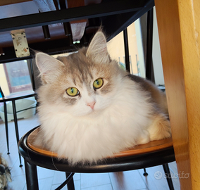 Cucciolotti Siberiani