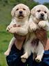 cuccioli-di-labrador-figli-di-campioni