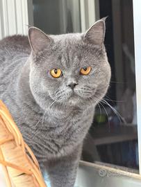 British shorthair blu maschio per accoppiamento