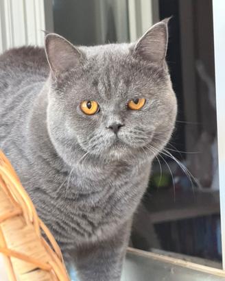 British shorthair blu maschio per accoppiamento