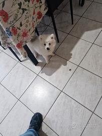 Volpino maschio nato il 29 dicembre