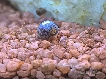 Lumaca Planobarius