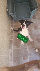 Regalasi teneri cuccioli