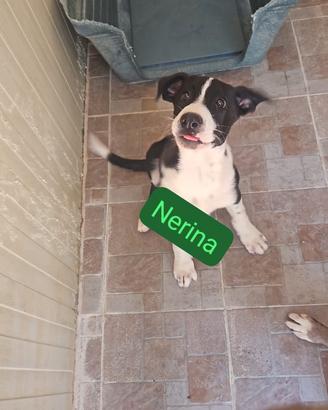 Regalasi teneri cuccioli