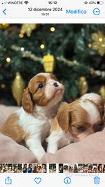 Cavalier King
