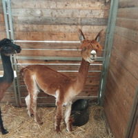 Alpaca