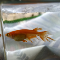 Medaka red butterfly