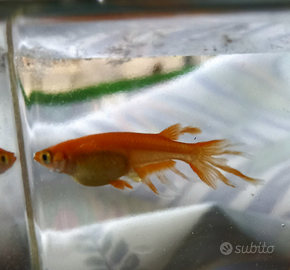 Medaka red butterfly