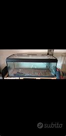 acquario