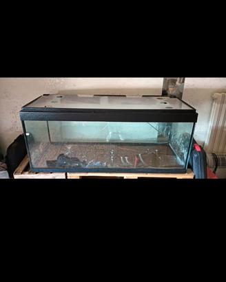 acquario