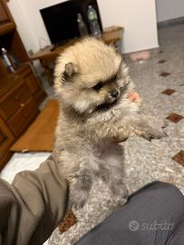 Spitz di Pomerania nano