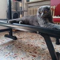 British Shorthair per accoppiamento