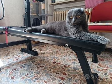 British Shorthair per accoppiamento