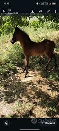 Puledro