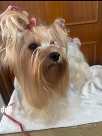 Yorkshire terrier ex fattrice di 6 anni a Roma