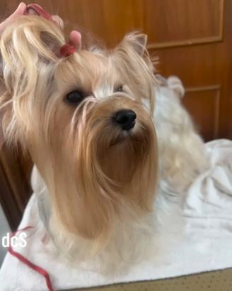 Yorkshire terrier ex fattrice di 6 anni a Roma