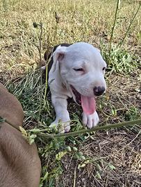 Pitbull