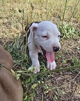 Pitbull