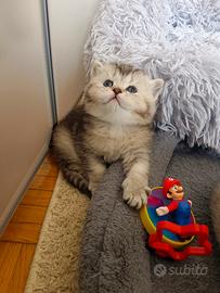 Cucciolo Scottish Straight con pedigree