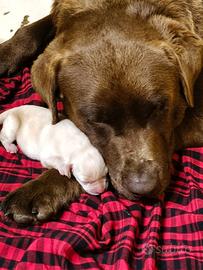 Cuccioli miele di labrador retriever 
