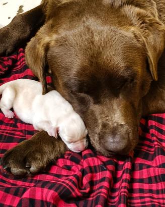 Cuccioli miele di labrador retriever 