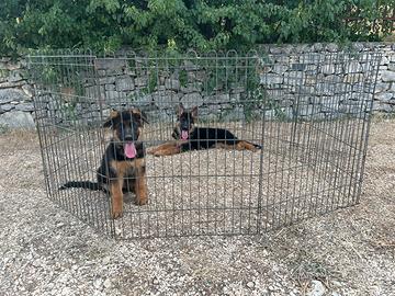 Pastore tedesco cuccioli