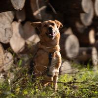 Mya aspetta una famiglia