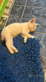 Gattini in adozione