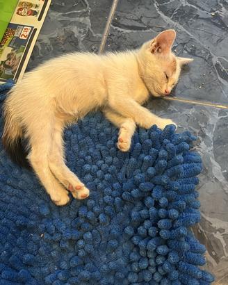 Gattini in adozione