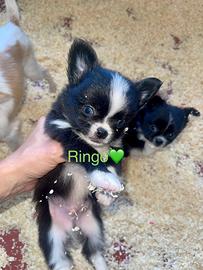 Chihuahua a pelo lungo
