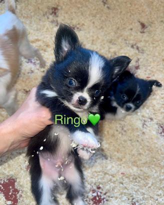 Chihuahua a pelo lungo