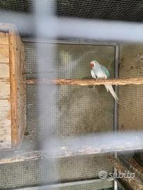 Coppia parrocchetti dal collare claertail