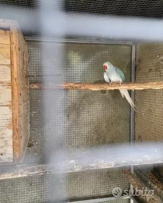 Coppia parrocchetti dal collare claertail