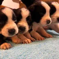 Cuccioli di Border Collie con Pedigree