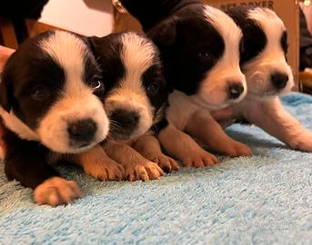 Cuccioli di Border Collie con Pedigree