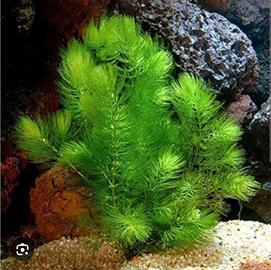 Pianta per acquario