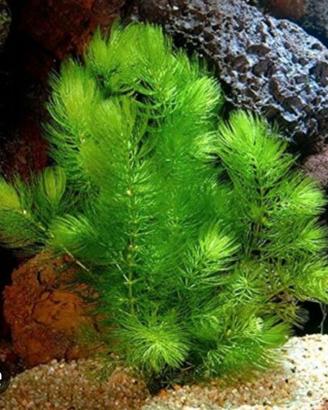 Pianta per acquario