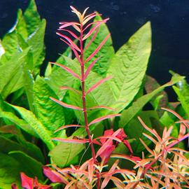 Rotala rotundifolia "Orange Juice"