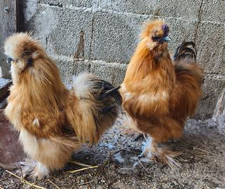 Gallo, gallina moroseta