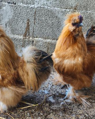 Gallo, gallina moroseta